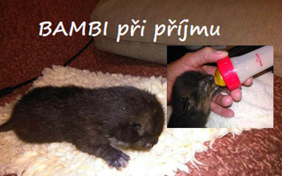 Pomozte starým a hendikepovaným kočičkám ze Svitav