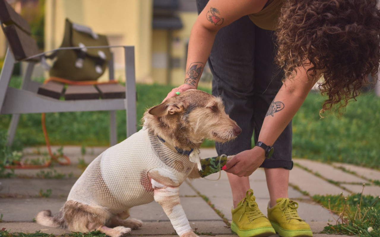 Kůže pro Kubka - léčba nekrotické nožky a hrudníčku // Treatment for Kubi