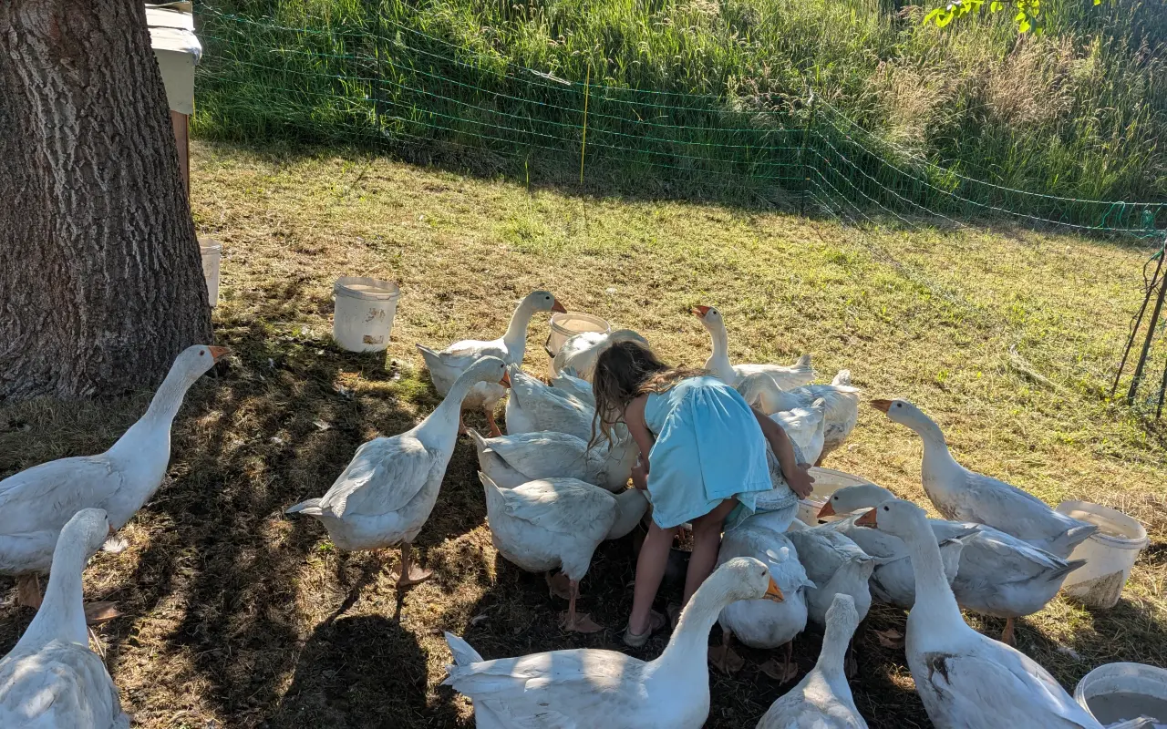 Pidifarma z lesa - společně budujeme bezpečné místo pro zvířata bez klecí