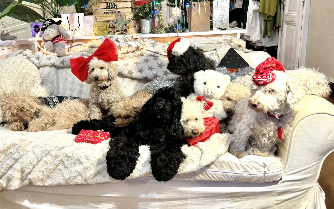 Pomozte udržet domov pro psí seniory