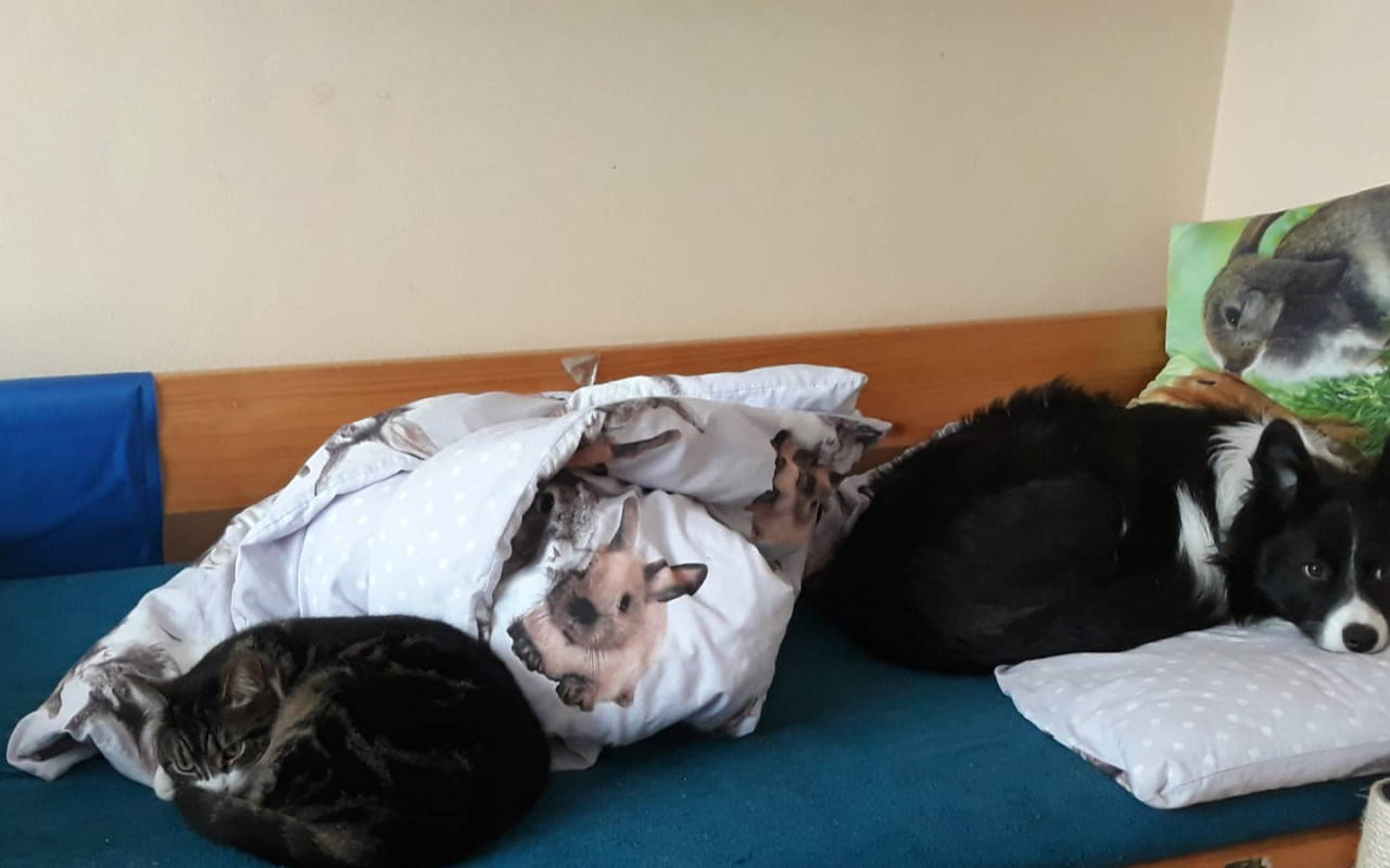 Složili jste se na magnetické, CT vyšetření pro Rubby