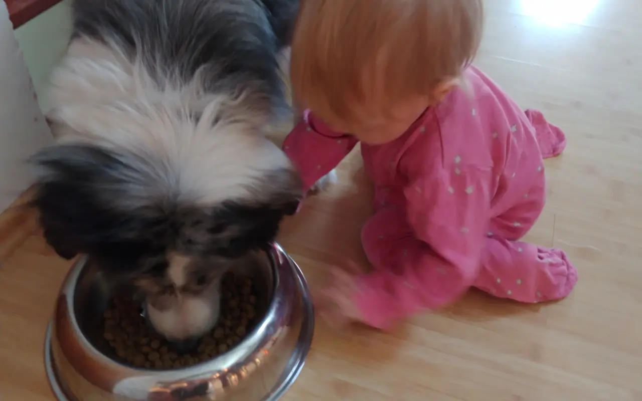 Podpořili jste veterinární péči a dietu pro Dixinku