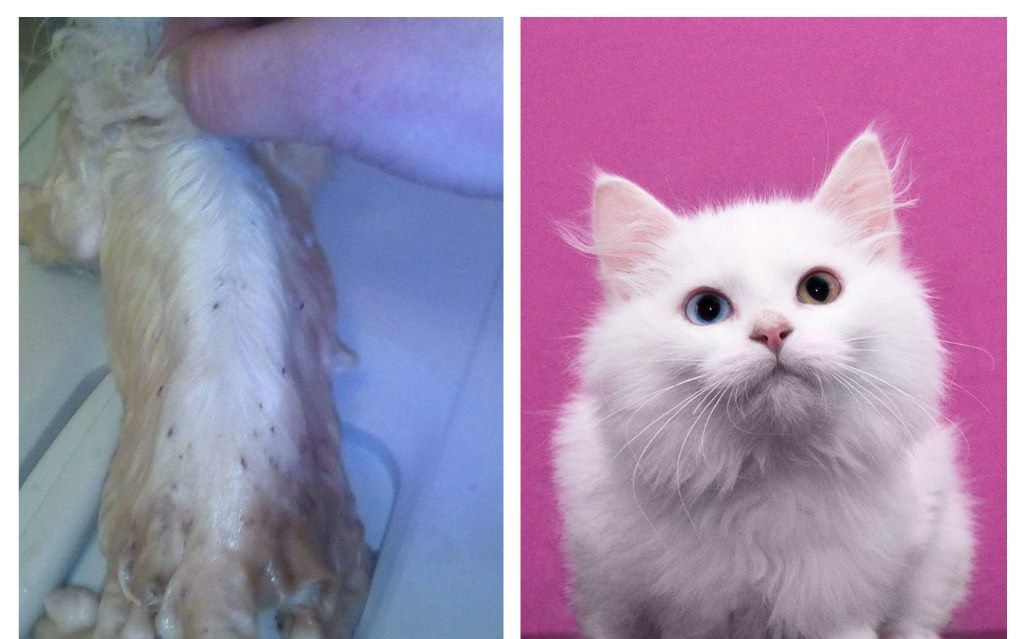 Pomohli jste uhradit faktury na veterině pro opuštěné kočičky