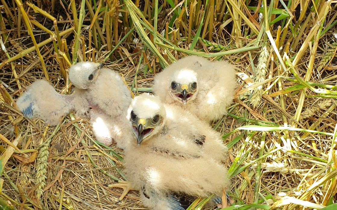Složili jste se na dron zachraňující zvířata