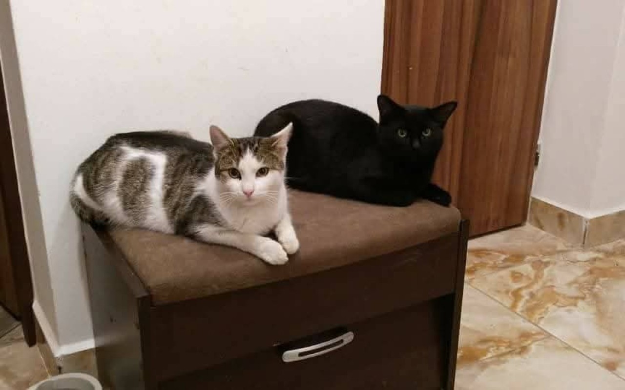 Pomohli jste prodloužit život Mourkovi