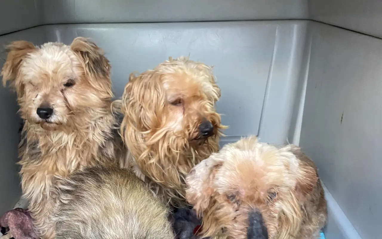 Voříškov prosí o pomoc pro psí útulkáče, poničku Babuňu, kočky a další zvířátka