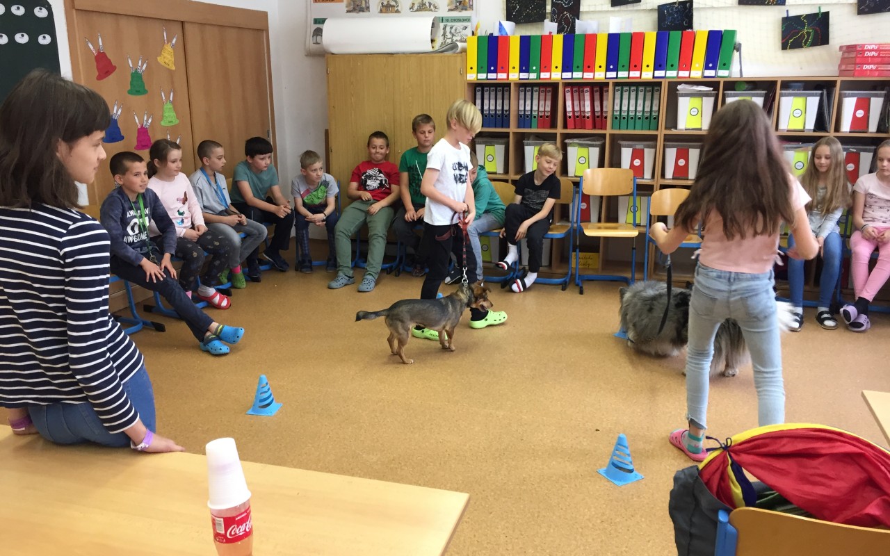 Canisterapie CANTES v krajích ČR jako sociální rehabilitace