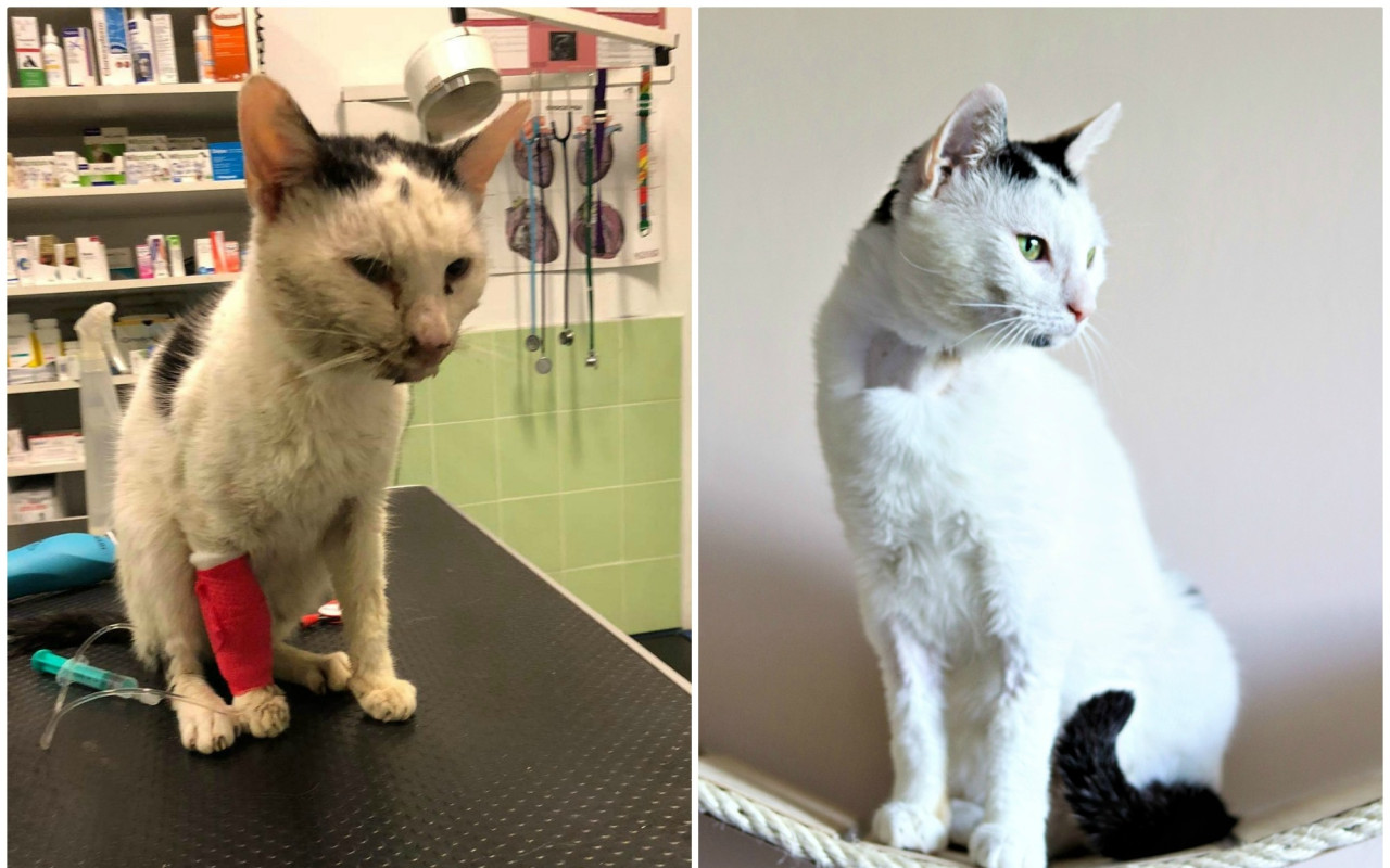 Pomohli jste uhradit faktury na veterině pro opuštěné kočičky