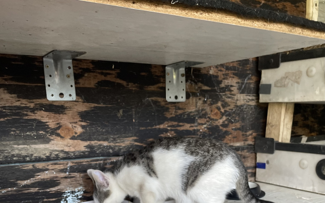 Pomohli jste divokému koťátku Phebe k lepšímu životu