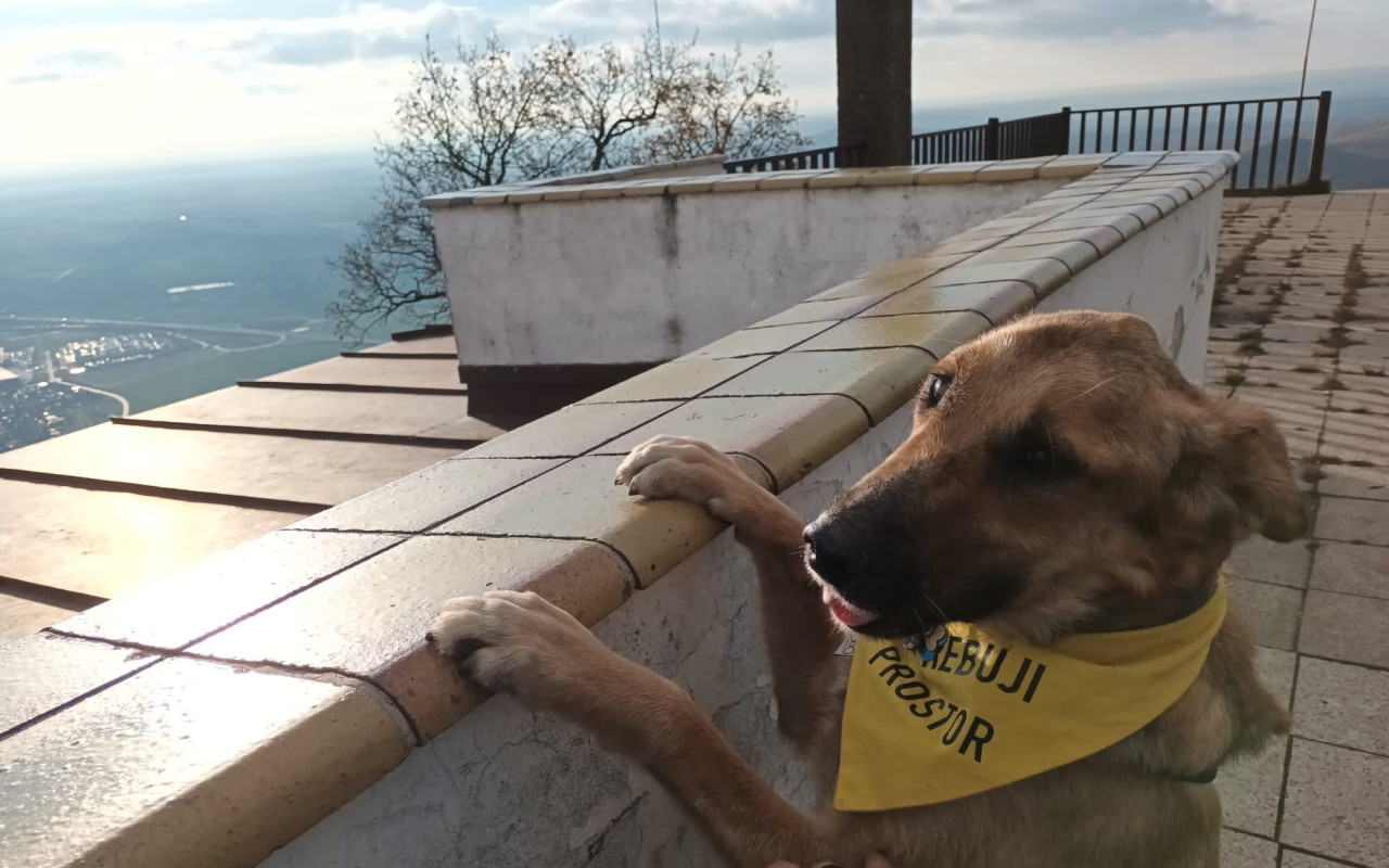 Bat bojuje o život. Již po třetí!