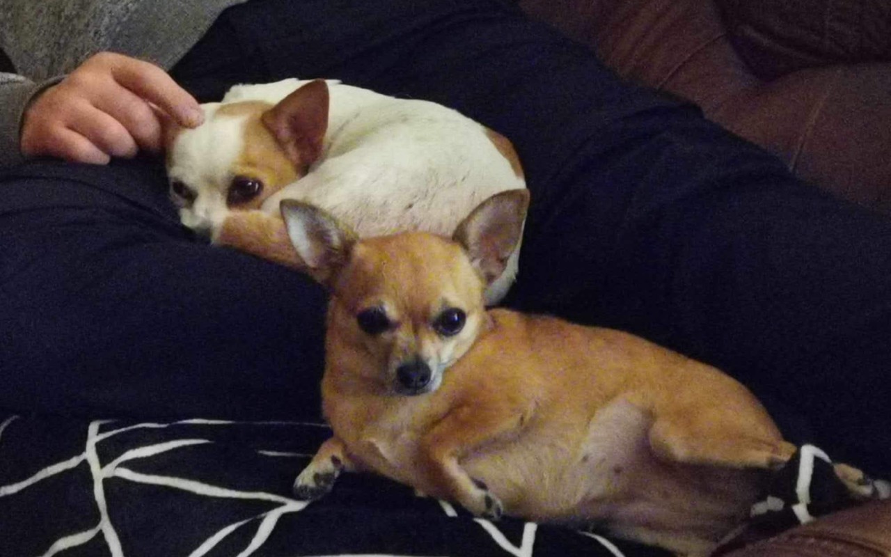 Složili jste se na operaci nožiček Roxy a Dobbie