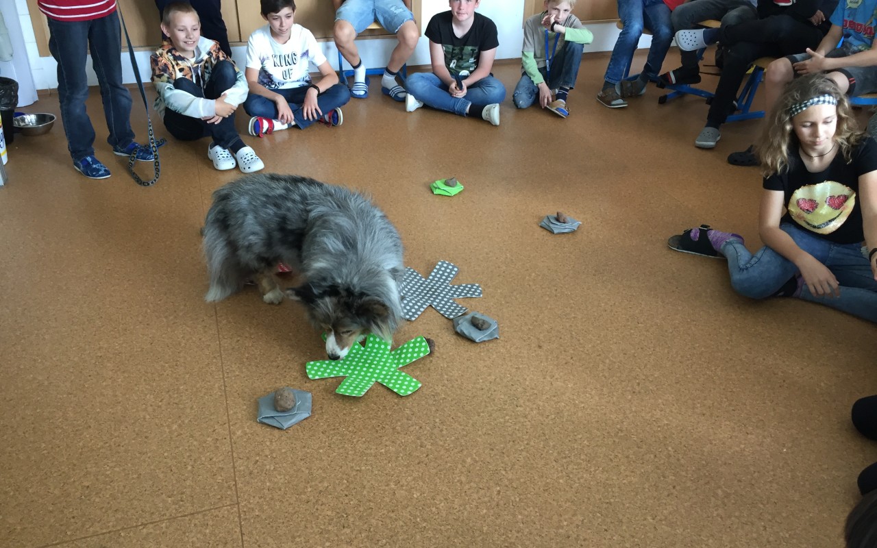 Canisterapie CANTES v krajích ČR jako sociální rehabilitace