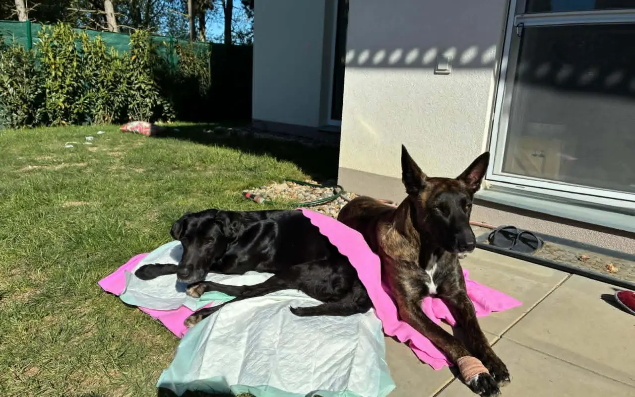 Voříškov prosí o pomoc pro psí útulkáče, poničku Babuňu, kočky a další zvířátka