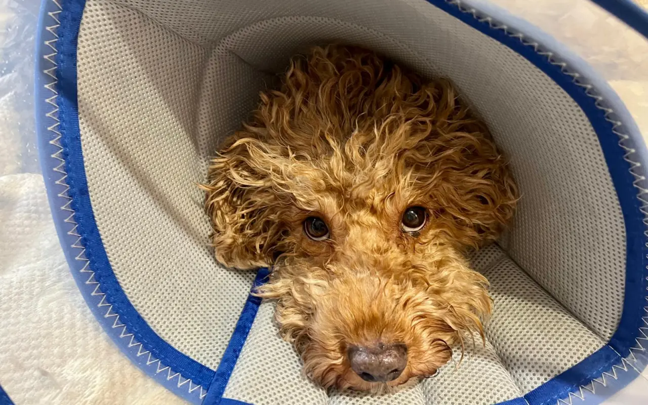 Sbírka na veterinu pro pudlíka Méďu