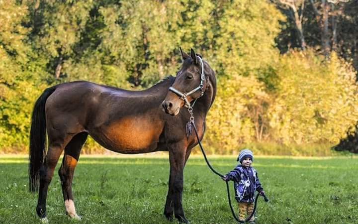 Equestriam - ježdění pro každého