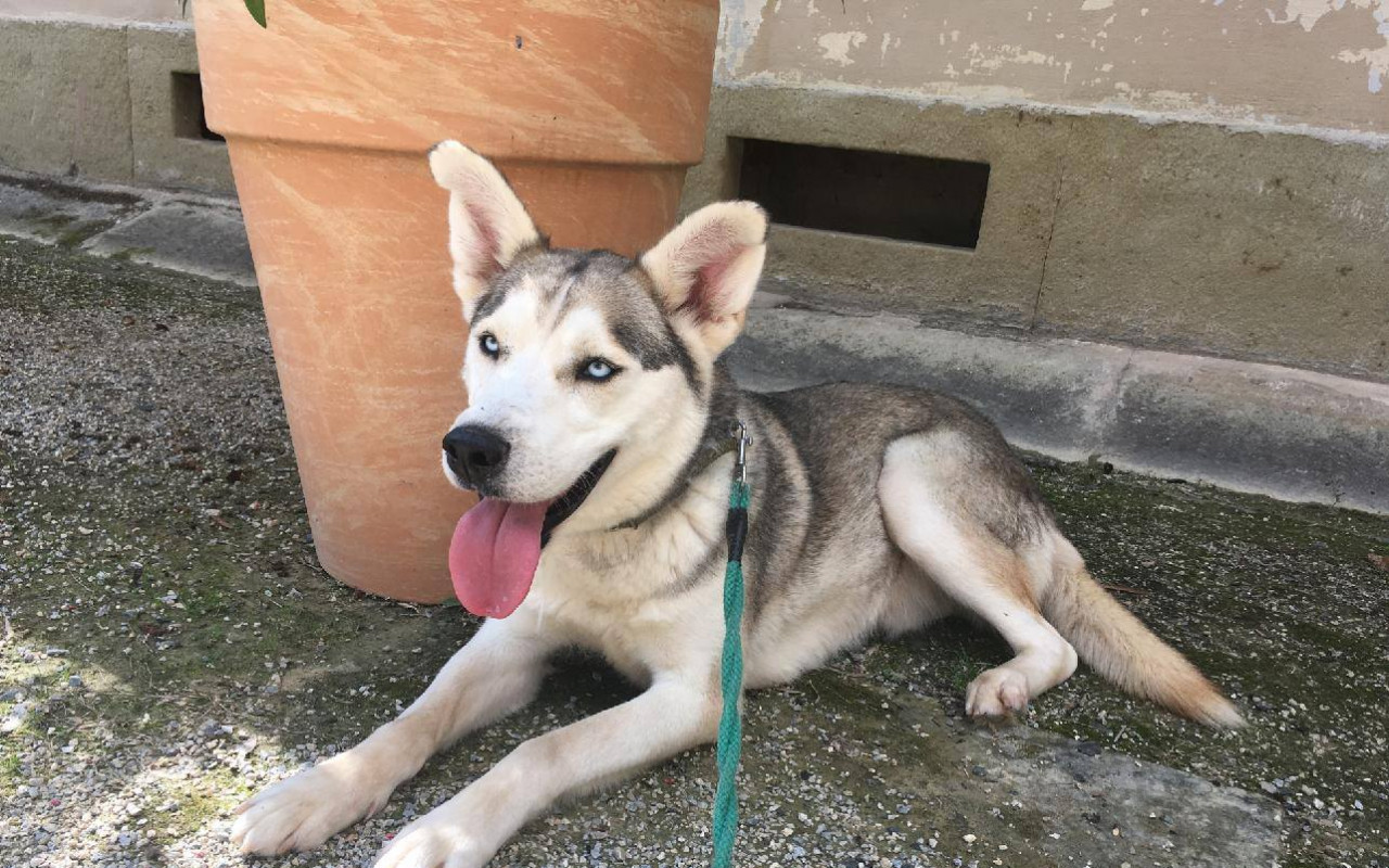 Přispěli jste pejskům z útulku Voříšek na nové boudy