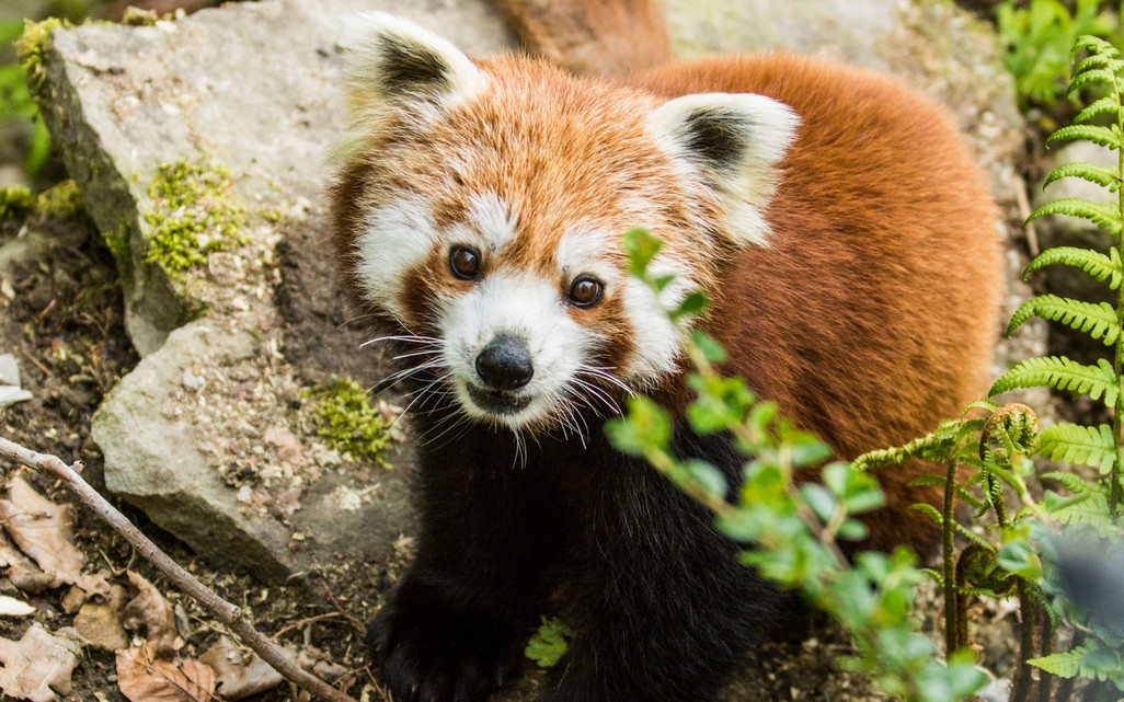 Pomohli jste zvířátkům ze Zoo Ostrava