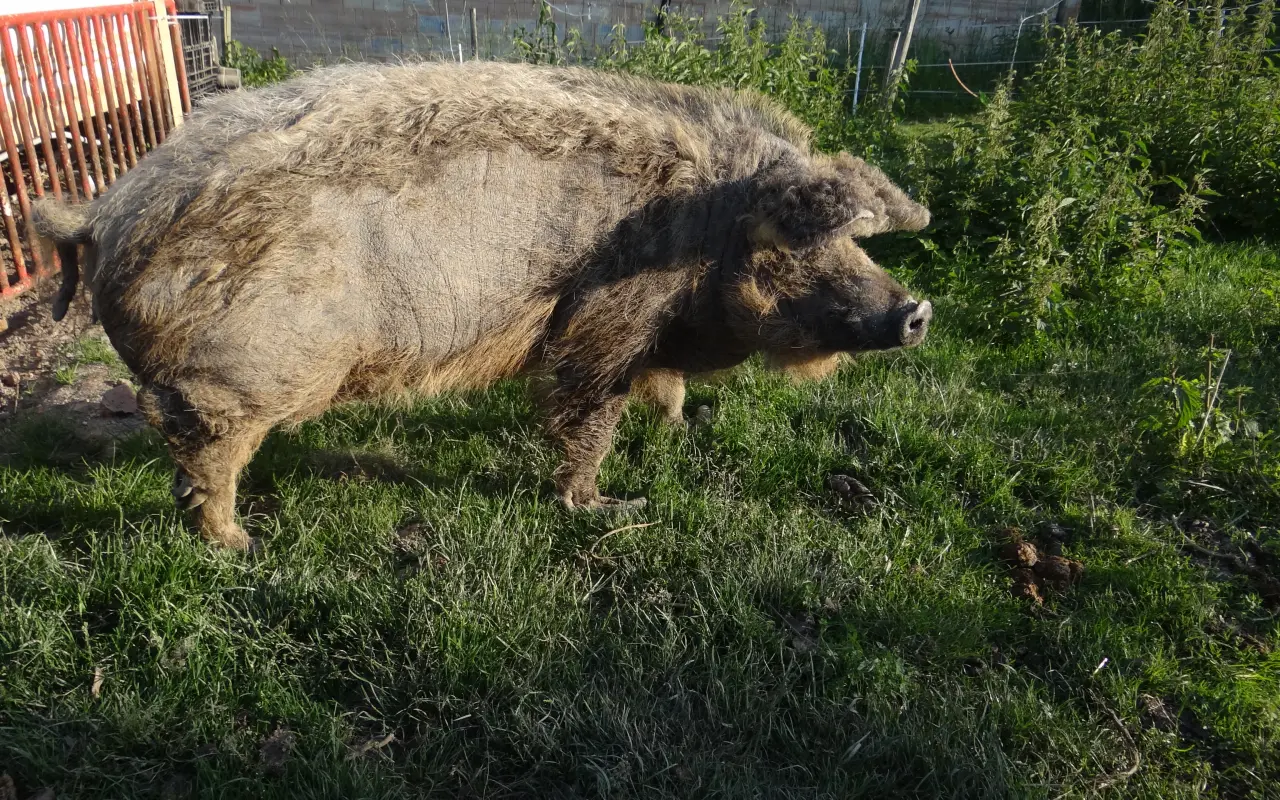 Zachraňte domov odloženým zvířátkům! Pomozte nám zabezpečit stodolu!