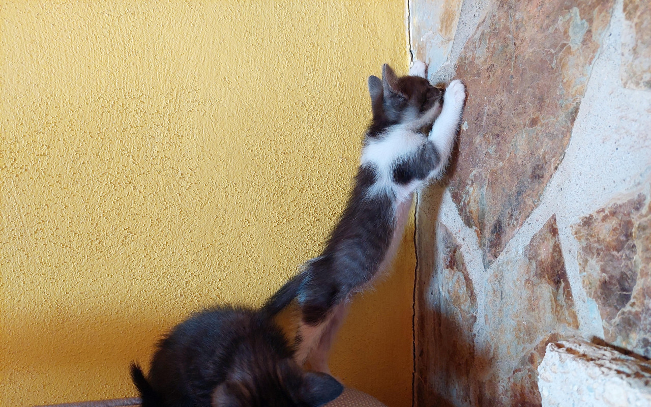 Složili jste se na opravu kočičího domova po bouři