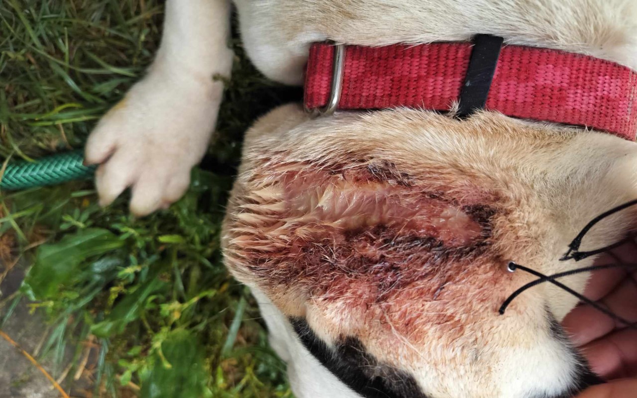 Pomohli jste pokrýt veterinární náklady zvířat v nouzi