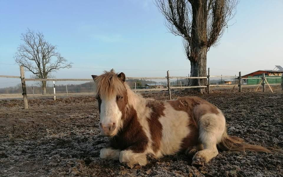 Složili jste se na život malého poníka s velkým srdcem