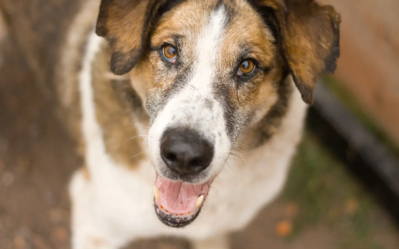 Veterinární péče a krmivo pro svěřence v útulku