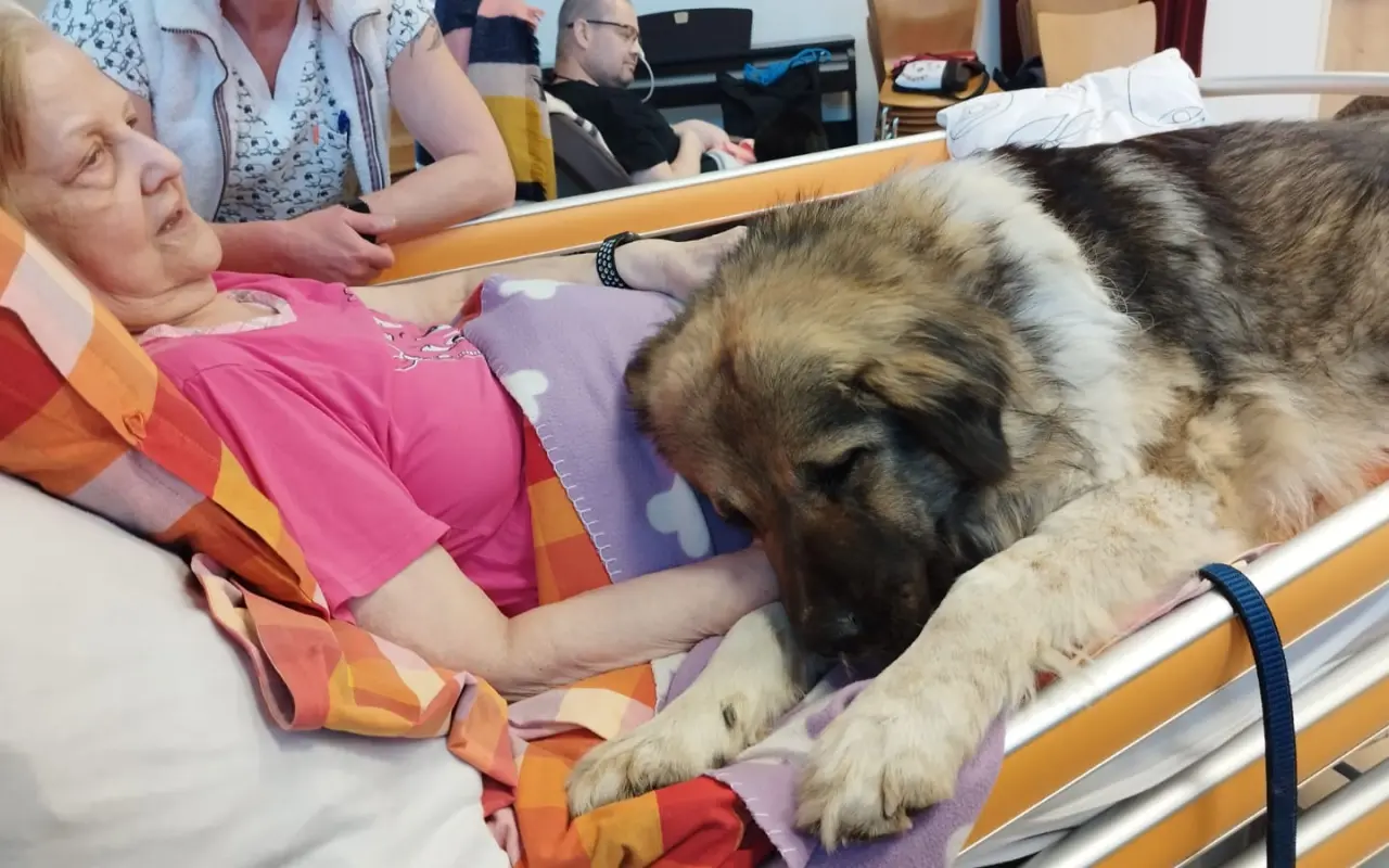 Pomohli jste tlapkám a kopýtkům, které léčí