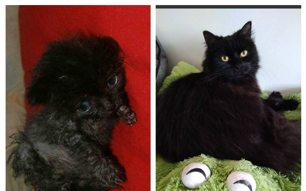 Pomohli jste uhradit faktury na veterině pro opuštěné kočičky