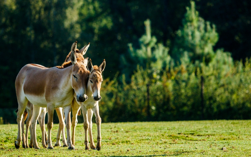 Pomohli jste zvířátkům ze Zoo Ostrava