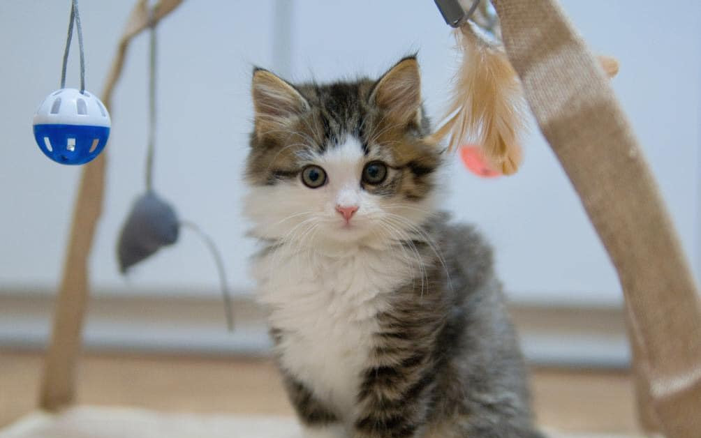 Vše pro kočičky 🐈 - Dočasky De De