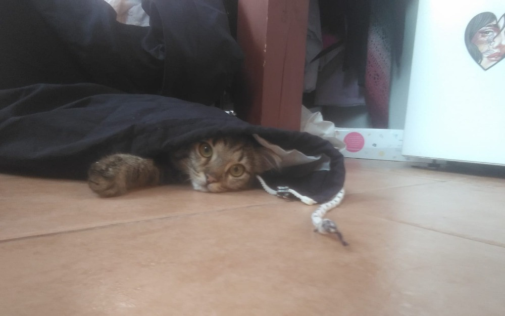 Operace koťátka Merlina