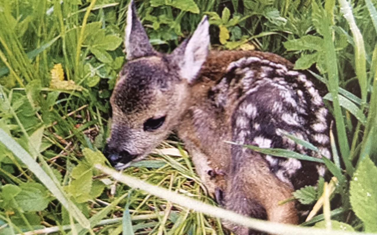 Pomohli jste přispět na dron, který dá mláďatům naději na život