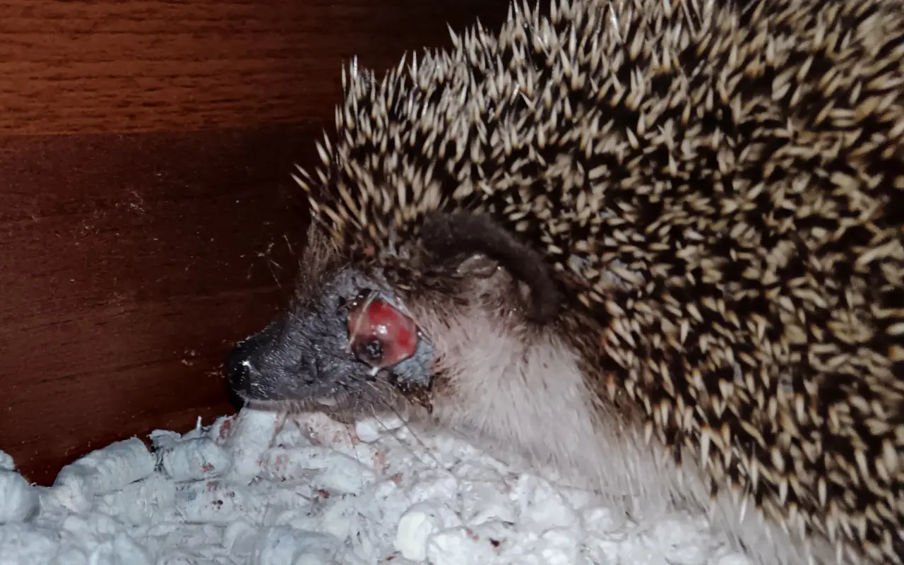 Pomohli jste Maestrovi
