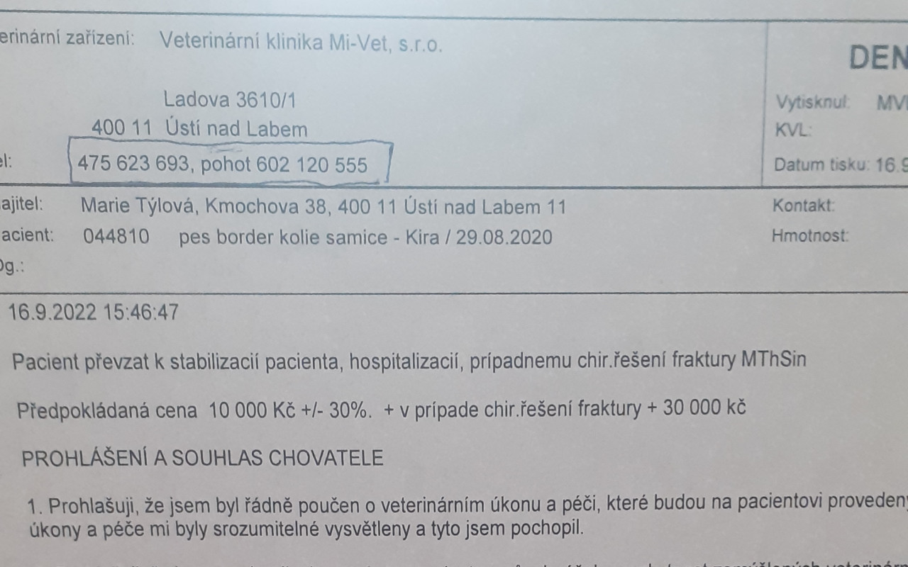 Pomohli jste fence Kyře, která byla sražena autem k lepšímu životu