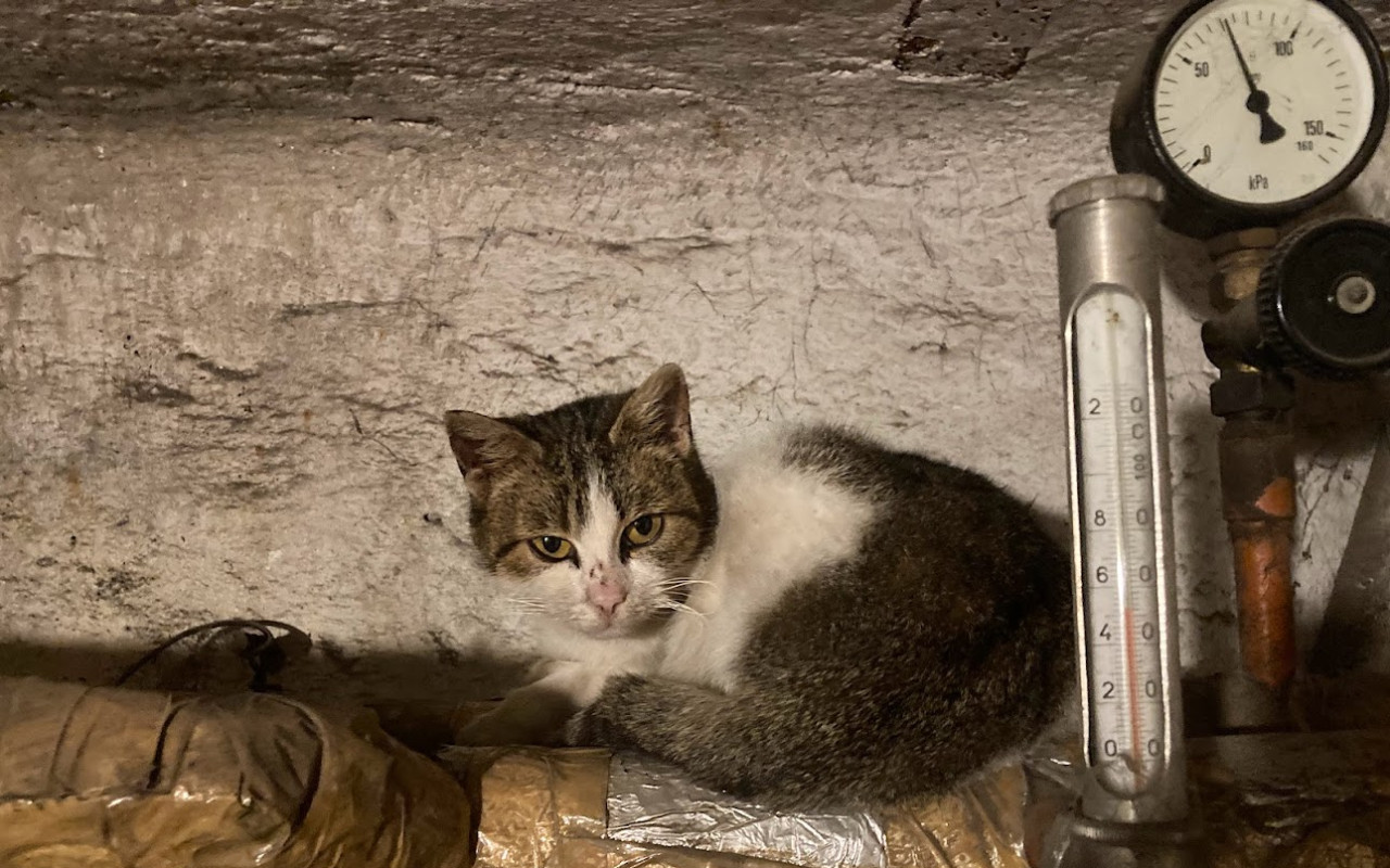 Záchrana kočičích tuláčků v mrazu