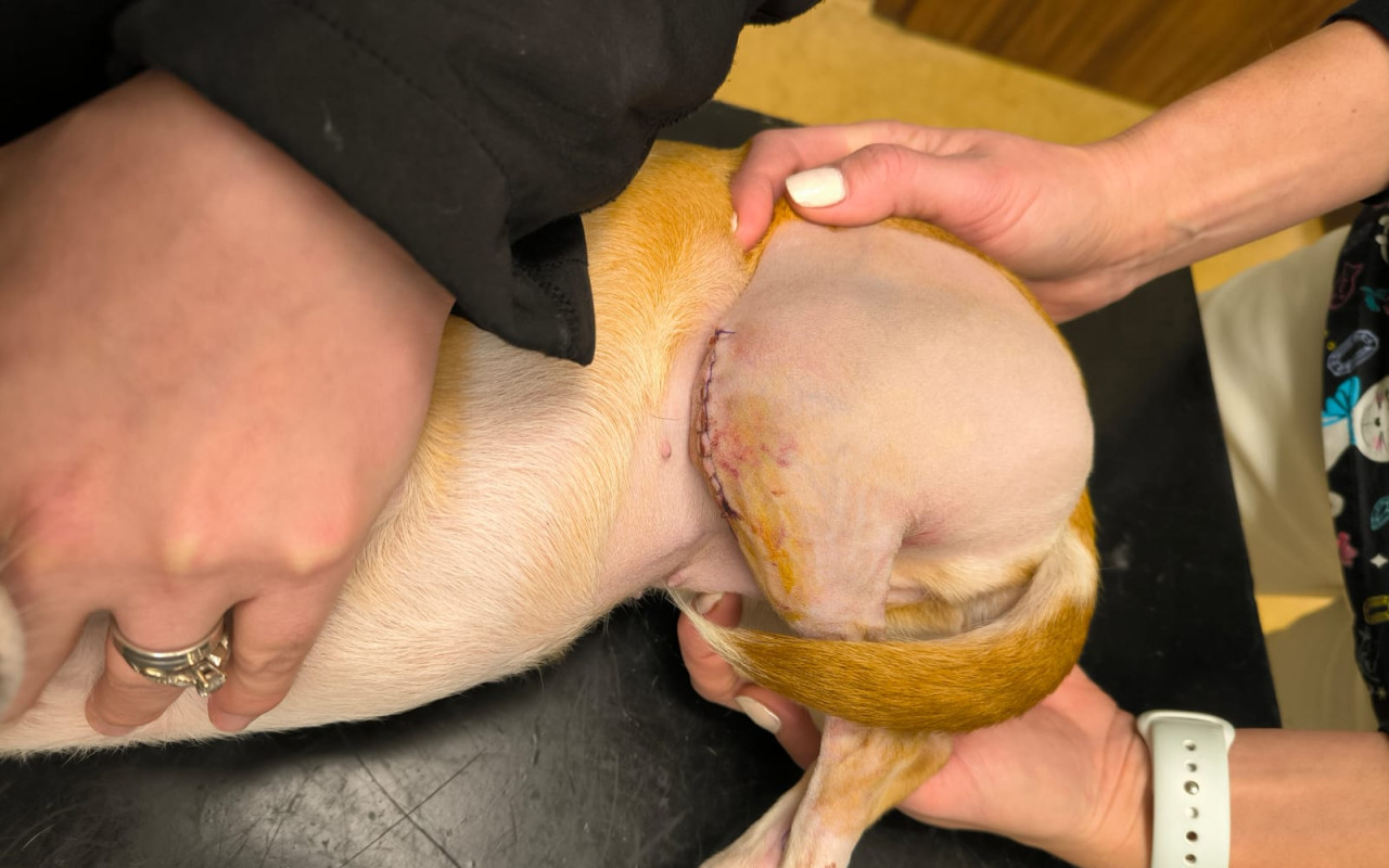 Složili jste se na operaci nožiček Roxy a Dobbie