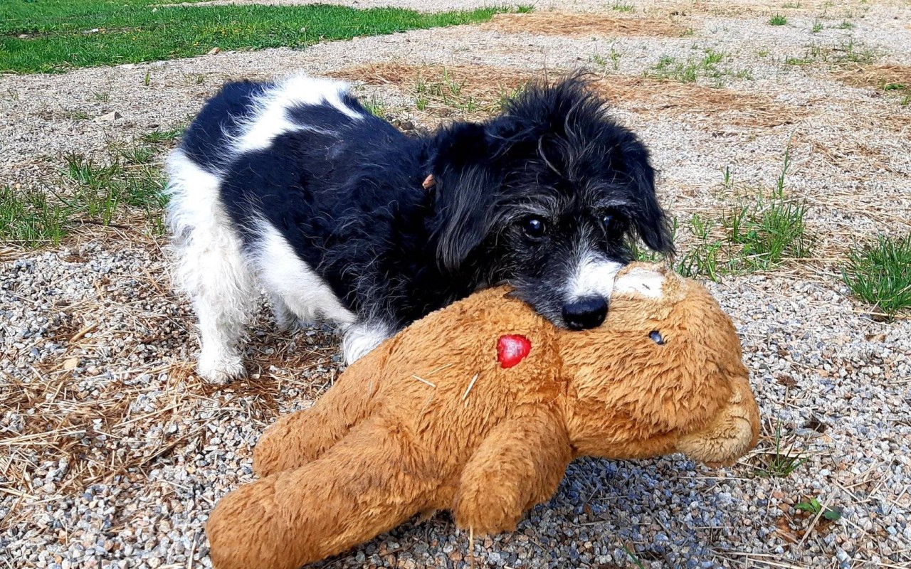 Podpořili jste psí babičky a dědoušky v hospici na dožití