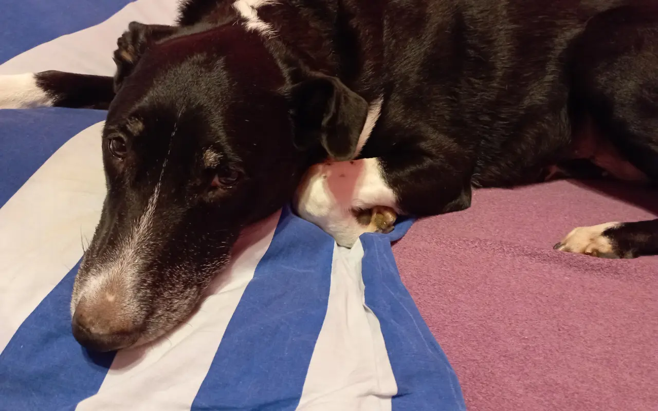 Děkujeme, že jste pomohli Enie v boji o život
