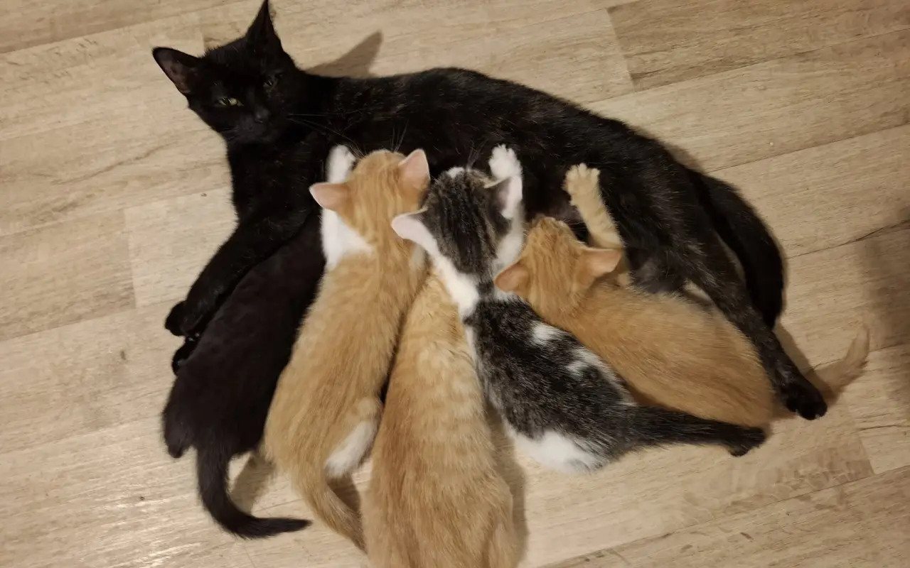 Pomohli jste kočkám u Katky