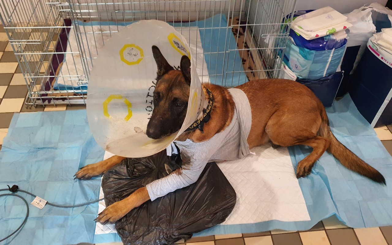Pomohli jste Garmrovi v boji s těžkou infekcí