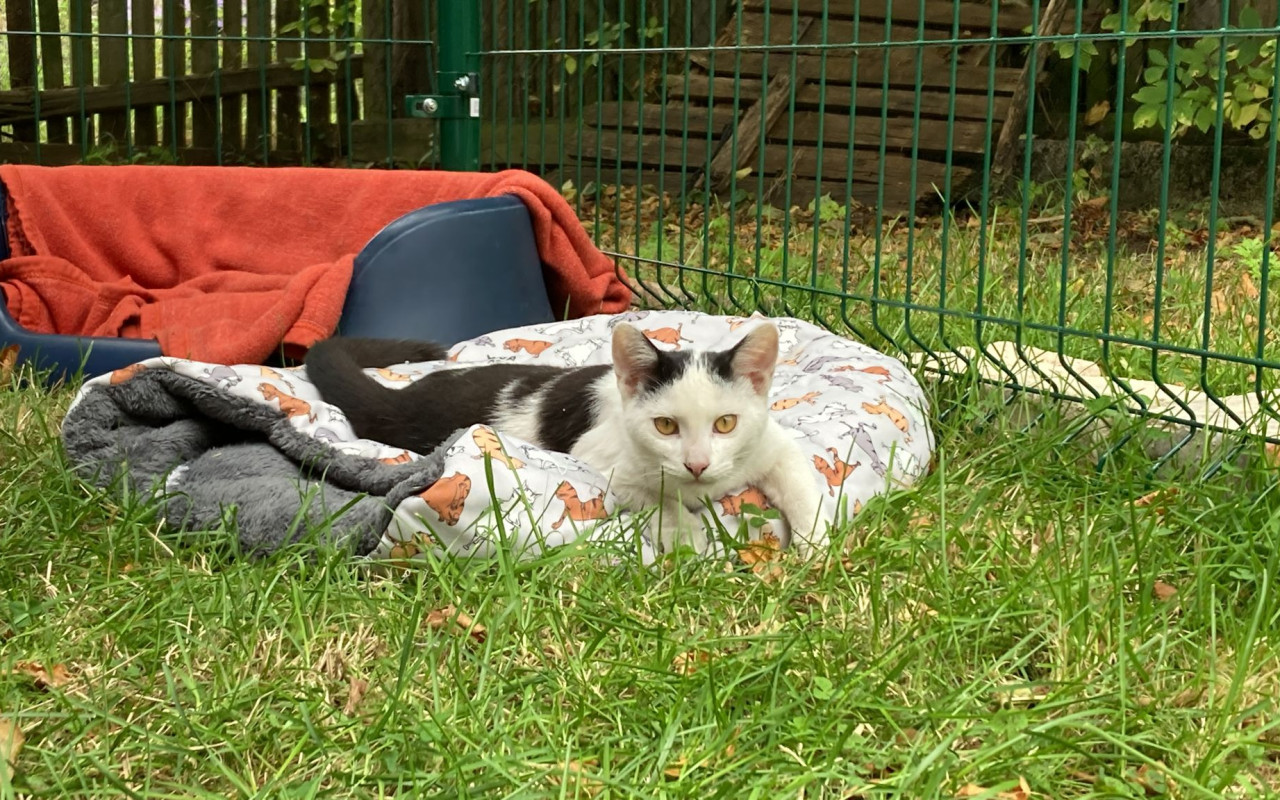 Kočičí park - Útulek SOZLit, část 1. střecha a oplocení