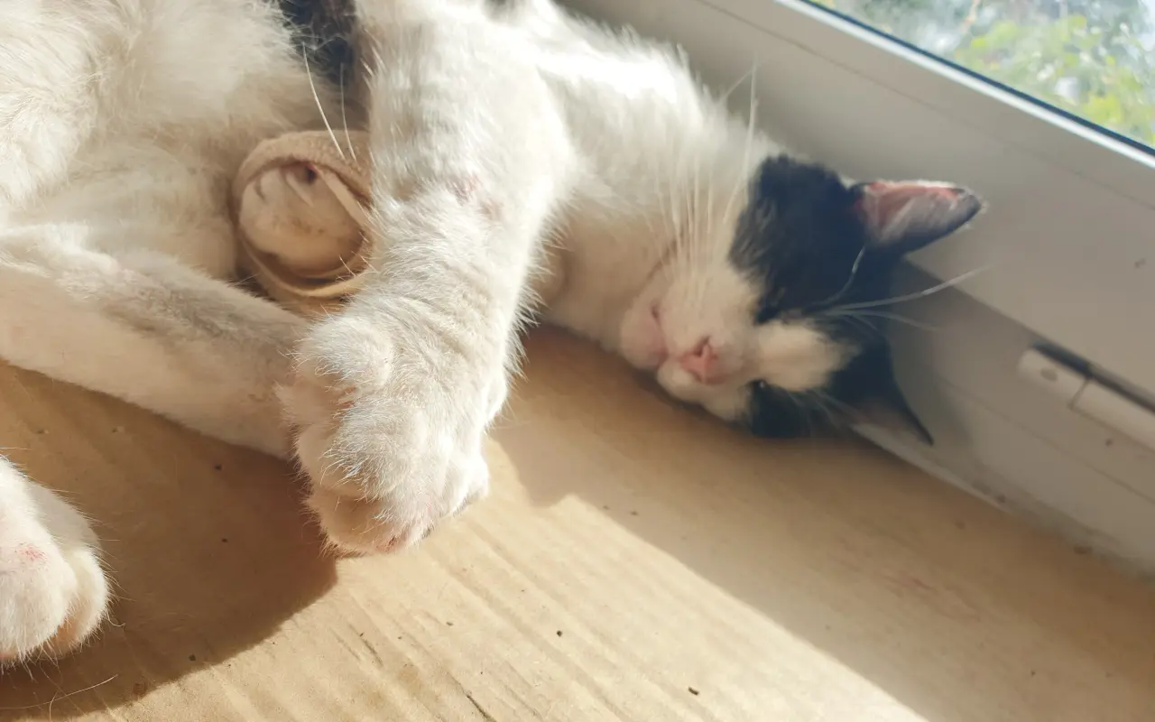 Pomoc pro toulavé kočičky – společně jim dáme najíst i domov
