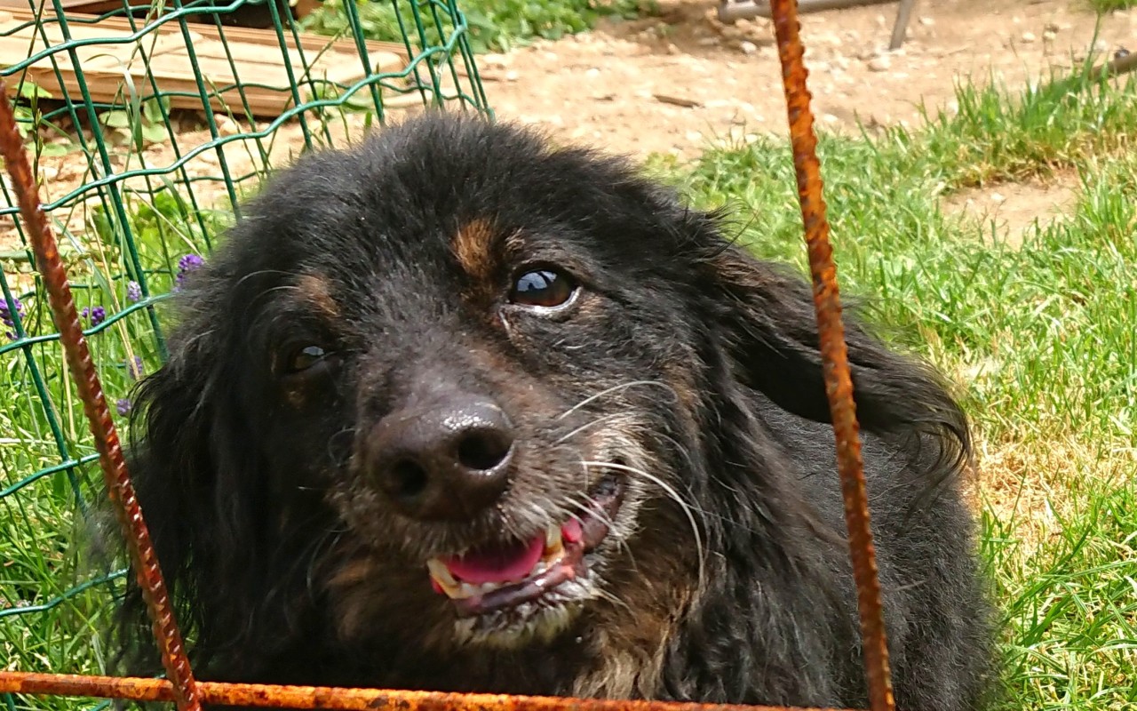 Podpořili jste psí babičky a dědoušky v hospici na dožití