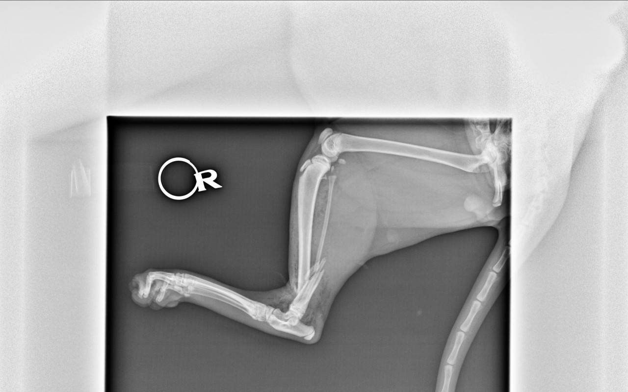 Kocourek Miko