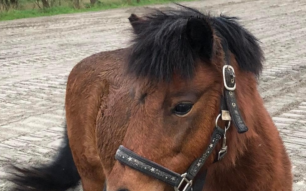 Pomoc dětskému jezdeckému oddílu v Plzni