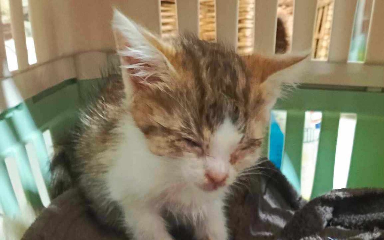 Pomohli jste s úhradou veterinárních faktur a karanténní boxy pro Kočičky u Niky z.s.