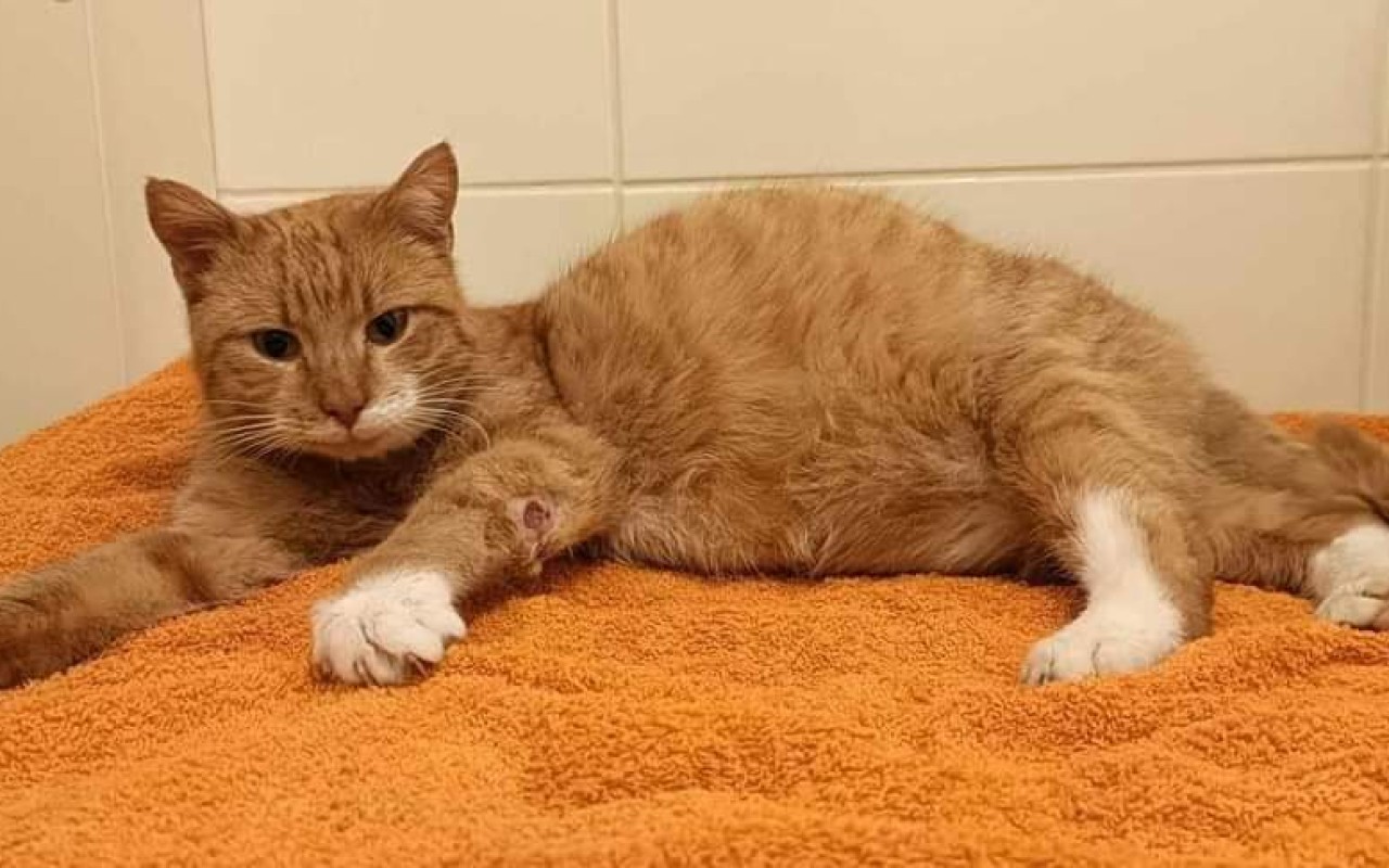 Pomohli jste s úhradou veterinárních faktur a karanténní boxy pro Kočičky u Niky z.s.