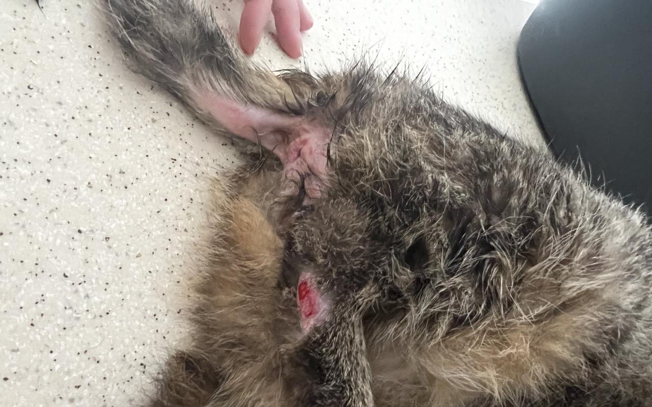 Pomohli jste Holly k lepšímu životu bez bolestí