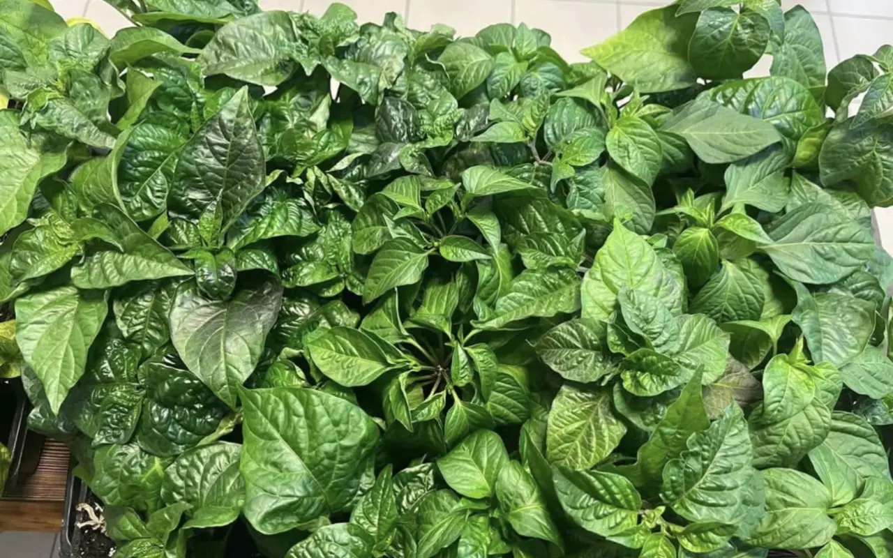 Podpořte bylinkový projekt Azeret Herbs