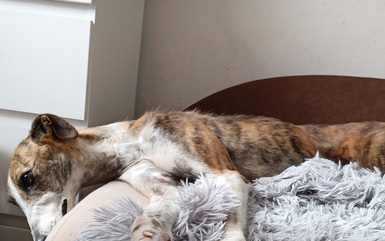 Pomozte Pokladníkovým budovat zázemí nemocným pejskům